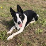 photo dog anne marie