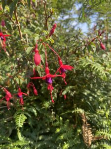 Dancing flowers