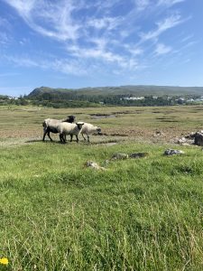 Sheeps of Mulranny