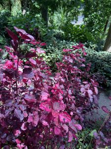 photo of tropical purple plants