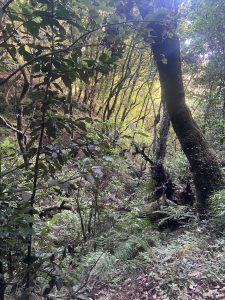 Photo of Whimsical Forest