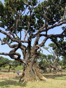 Photo of Ancient Tree