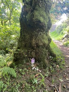 Photo of a tree